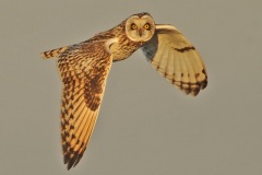 Owl_20275