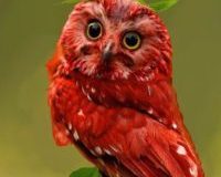 Owl_20300-e1584975193371