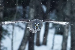 owl-1_02