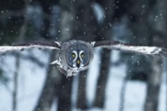 owl-1_03
