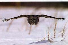 owl1